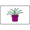 Name Badge Thumbnail