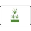 Name Badge Thumbnail