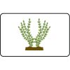 Name Badge Thumbnail